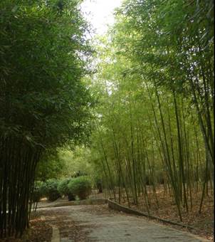 竹种园图3